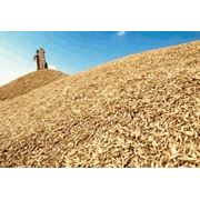 Пшеница зерновые культуры купить оптом экспорт Харьков Украина фото