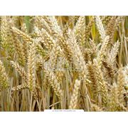 Пшеница мягкая зерновые культуры Украина. фотография