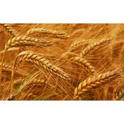 Пшеница Украина фото