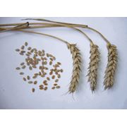 Пшеница зерновые культуры купить оптом экспорт Харьков Украина фото