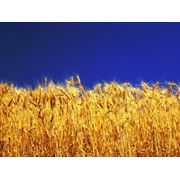 Семена пшеницы Жайвир фото