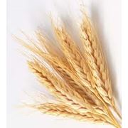 Пшеница золотая Хмельницкий