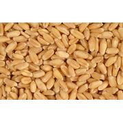 Пшеница продовольственная и фуражная