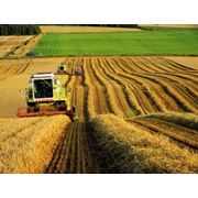 Продажа продовольственной пшеницы оптом в Украине. фото