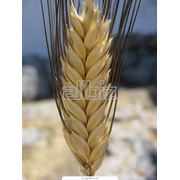 Пшеница обыкновенная фото