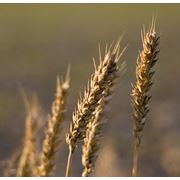 Продажа зерновых как на рынке Украины так и за ее пределами