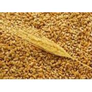 Пшеница продовольственная озимая яровая второго класса фото