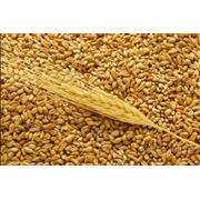 Пшеница 3 класс на экспорт