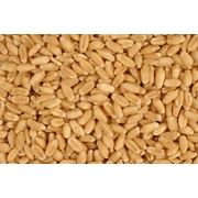 Пшеница посевная пшеница зерновые культуры купить оптом экспорт Харьков Украина фотография