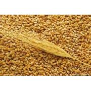 Пшеница яроваяпшеница семейства злаки зерновые бобовые и крупяные культуры сельское хозяйство.