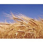 Семена яровой пшеницы: суперэлита (оригинальные) элита репродукция