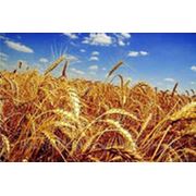 Пшеница яровая озимая.Зерновые бобовые и крупяные культуры