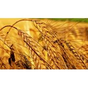 Пшеница посевная фото