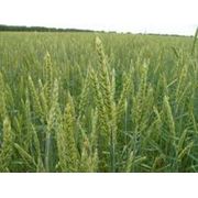 Твердая яровая пшеница чадо. Семена яровой пшеницы. фотография