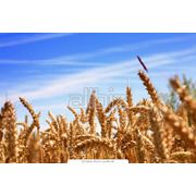 Пшеница второго класса продажа Львов Украина фото