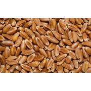 Посевная озимая пшеница ЗАГРАВА ОДЕСЬКА с высокими качественными показателями зерна фото