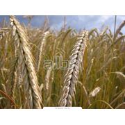 Пшеница второго класса