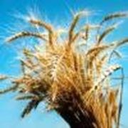 Семена пшеницы озимой Безмежна (Элита)
