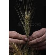 Зерно озимой пшеницы высокоурожайный сорт устойчивый к болезням. Пшеница суперсильная и морозоустойчивая