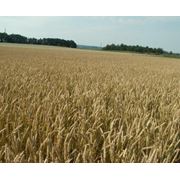 Пшеница озимая Кировоградская область