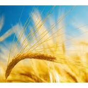 Пшеница озимая фото