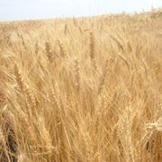 Семена озимой пшеницы Элита фото