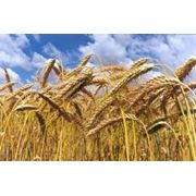 Семена пшеницы озимой АСТЕТ ( элита) фото