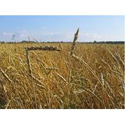 Реализация озимой пшеницы. Купить пшеницу озимую оптом