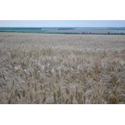 озимая пшеница засухостойкая для органичного земледелия "Княгиня Ольга"