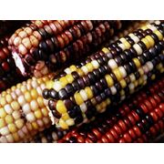 Кукуруза зерновая и фуражная - семена фото
