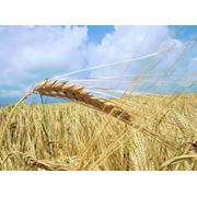Культуры злаковые пшеница ячмень от производителя! фото