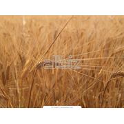 Культуры злаковые - Пшеница фуражная фото