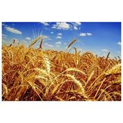 Пшеница озимая Украина Херсонская область