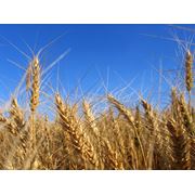 озимая пшеница 1 репродукция шестопаловкакуяльник. антоновкасмуглянка.колумбия. фотография