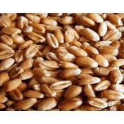 Семена зерновых культуркупитьзаказатьпродажаценаоптомУкраина