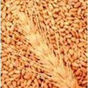 Семена зерновых культур от производителя Украина Хмельницкий