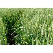 Пшеница озимая фотография