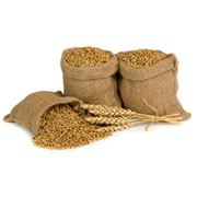 Пшеница фуражная на Экспорт от производителя крупный опт