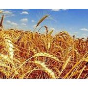 Пшеница фуражная Украина