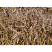 Фуражная пшеница пшеница тритикале фото