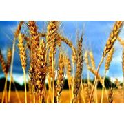 Пшеница фуражная оптом Украина