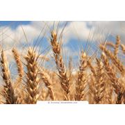 Фуражная пшеница; Feed Wheat
