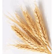 Пшеница фуражная пшеница зерновые культуры купить оптом экспорт Харьков Украина фото