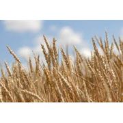 Продажа пшеницы фуражной. Экспорт. Купить пшеницу Харьков фото