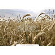 Пшеница фуражная фото