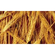 Продам пшеницу 3кл. Клейковина 224 ИДК 80 расчет безнал цена договорная возможна доставка