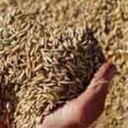 Зерно фуражное зерновые культуры в днепропетровской области продам фото