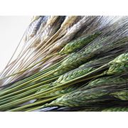 Жито (рожь) зерно очирщенное 3 категории. жито - класс № 3  ч/п - 135 м.ч.білка - 102%