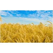Зерно фуражное купить заказать Украина