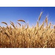 Экспорт и продажа фуражной пшеницы. Купить пшеницу. Харьков фото